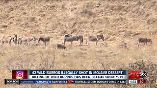 $10,000 reward offered for arrest in wild burro killings in Mojave Desert