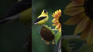 American Goldfinches Share A Sunflower