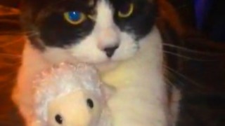 Cat becomes extremely protective of favorite stuffed animal