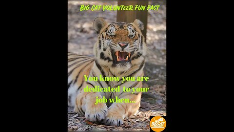 Big Cat Volunteer Fact #1