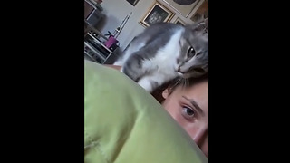Overly-attached kitten demands owner's affection
