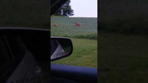 Deer running in the fields