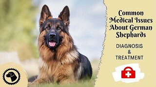 8 Most Common Medical Issues About German Shephards | DOG HEALTH 🐶 #BrooklynsCorner