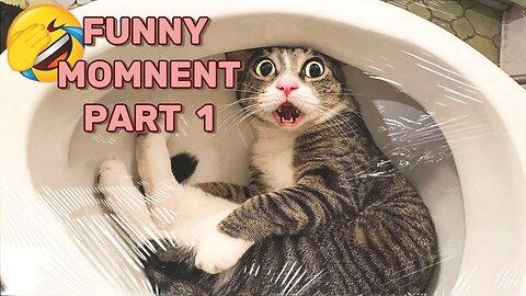 Entertaining Animal Clips : Hilarious Cats, Dogs, and More! - Part 1 of Joyful Pets Compilation
