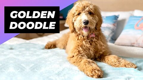Goldendoodle 🐶 One Of The Most Popular Crossbreed Dogs #shorts