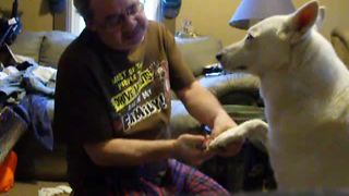 Good doggy calmly enjoys manicure from owner