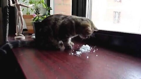 Funny Cat meets and eats snow