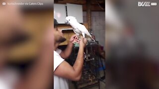 Cockatoo has great fun playing on human swing!