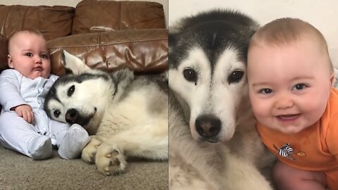 Husky_&_Baby_Becoming_Best_Friends