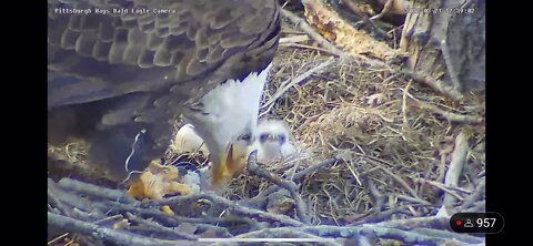 Baby bald eagle being fed