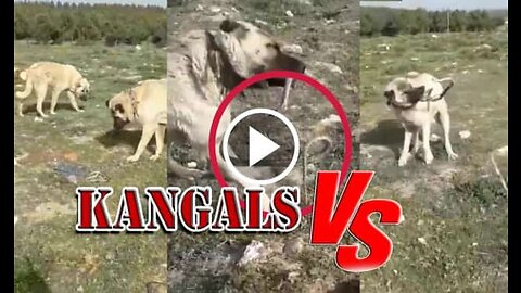 Kangal Shepherd Dogs Vs Snake