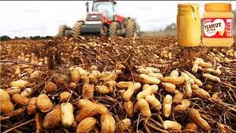 How Peanut Butter Is Made, Peanut Harvesting And Processing With Modern Technology