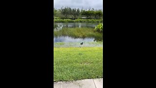 Tricolored Heron Grabs Snack On Livestream