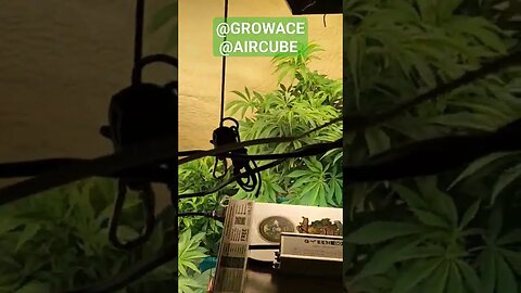 #AirCube #GrowAce #Hydroponics #EbbAndFlow @Growace5%discount SILVERBACKHIGH5https://bit.ly/3ZYuZi7