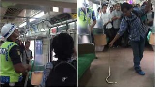 Urhea matkustaja poistaa käärmeen täpötäydestä junasta