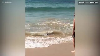 Tubarão-branco surge em praia na Austrália