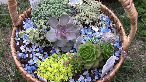DIY Containers For Succulents, Cacti, and Flowers.