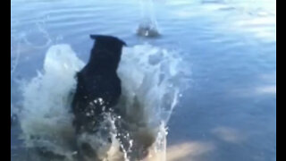 Dog diving for rocks