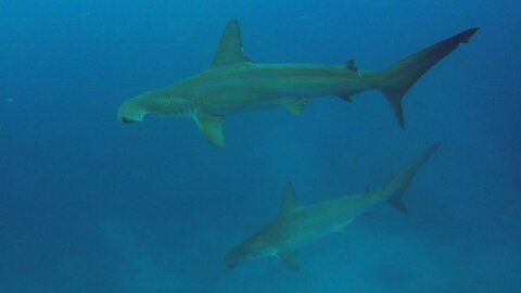 These scuba divers find themselves surrounded by hammerhead sharks