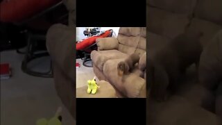 Come Here Toy... #shorts #dogs #funny #like #subscribe