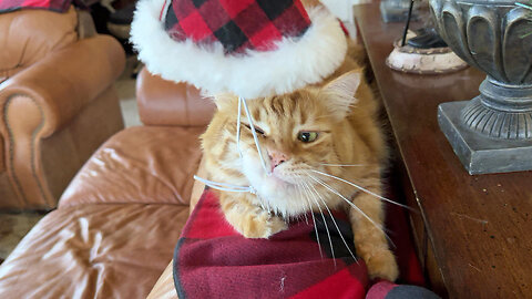 Cat Loves To Floss With His Christmas Hat