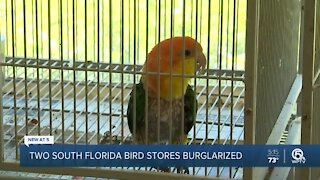 Could South Florida bird store burglaries be connected?