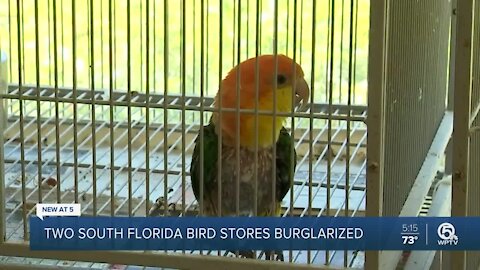 Could South Florida bird store burglaries be connected?