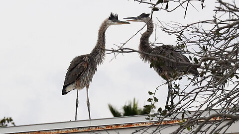 Juvenile Great Blue Herons take flight for the first time.