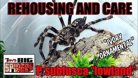 Poecilotheria subfusca "lowland" - Ivory Ornamental Rehousing and Care