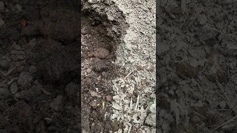 Ants Infested My Compost Pile, I Dusted It With Diatomaceous Earth