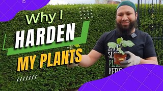 Hardening Off Plants For Planting Outside