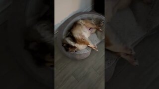 Miss Lily knows how to bed. #shelties #derpysheltie #funnydogs #dog