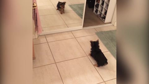 "Puppy Dog Confused by Her Reflection in Mirror"