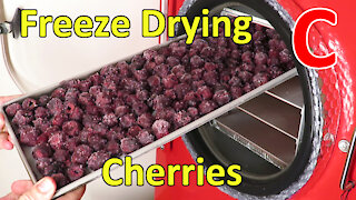 Freeze Drying Cherries