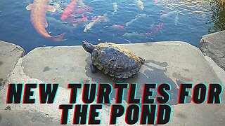 TURTLE RESCUE - (Adding 3 rescued turtles to my 3000 gallon pond)