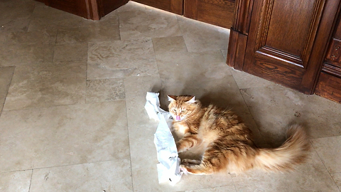 Jack the Cat Attacks the Toilet Paper Roll