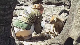 AUSTRALIA: FIRES HAVE DEVASTATING EFFECTS FOR MILLIONS OF ANIMALS