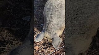 😋 Pig finds something Tasty on the Forest floor @UncleTimsFarm #kärnəvór