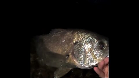 Freshwater Drum