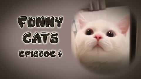 Funny Cats Episode 4