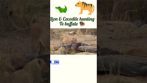 Lion & cocodile hunting buffalo 🦬#shorts #shortsfeed #youtubeshorts