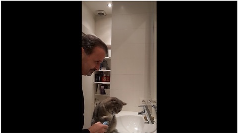 Hygienic cat uses electric toothbrush every morning