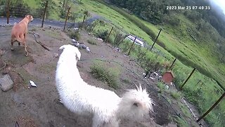 Monkey see monkey do. Maremma pup learns from older dog