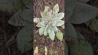 Mullein! The flower is used to make medicine. #medicinalplant #nature