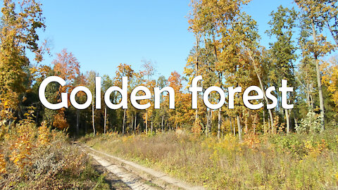 Landscape. Golden forest.