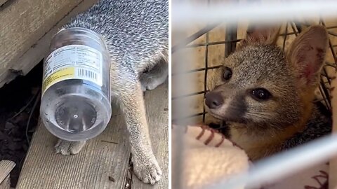 Empty plastic jar almost killed this baby fox
