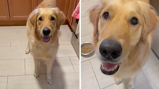 Dog Gets Confused About Wrong Command Word In Funny Challenge
