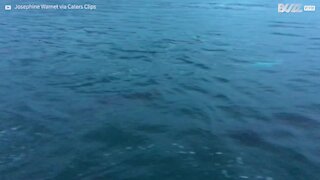 Grupo de golfinhos surpreendem navegadores com espetáculo