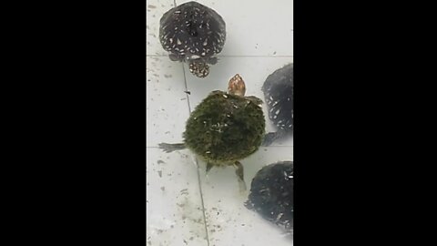 Maney tortoise in water.