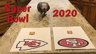 Talking parrot predicts the winner of Super Bowl LIV